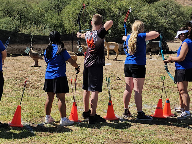 3D animal tournament